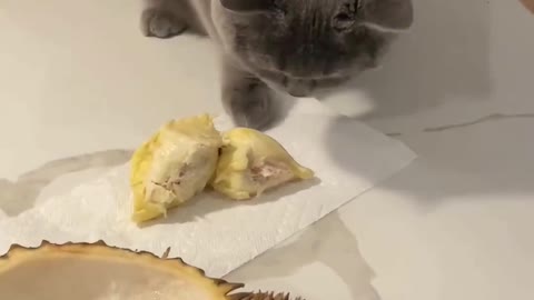 Cats eat durian