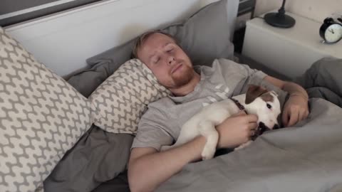 man sleeps with puppy jack Russell in bed