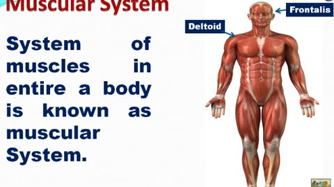 Muscular System of Human Body