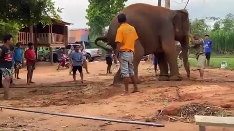 Elephant Delievery