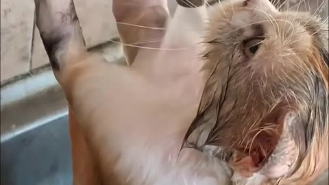 When the kitten bathes itself