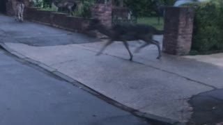 Suburban Deer Herd Hops Between Houses