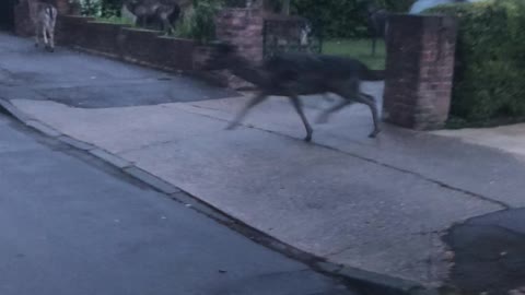 Suburban Deer Herd Hops Between Houses