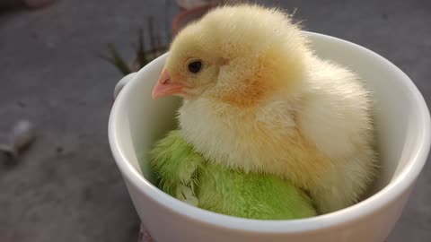 Cute Baby Chicks in Cup