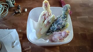 Cockatiels chicks at 3 weeks old