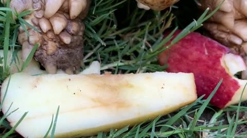 Cute tortoise loves crunching some delicious apples