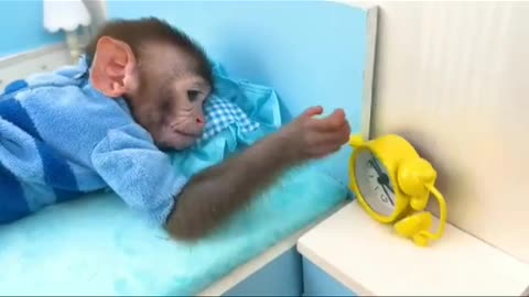 Monkey latest funny videos