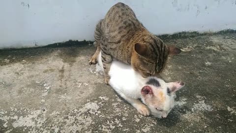 cats fight !! fighting cat 🐱‍👤