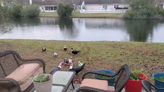 Ducks enjoyed the sprinkler, now it's a meeting.