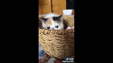 Baby Cats - Cute and Funny Cat Videos Compilation | Cute Kittens In The World