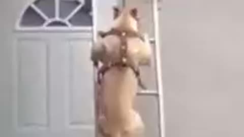 Dog Very Smart Very funny video?