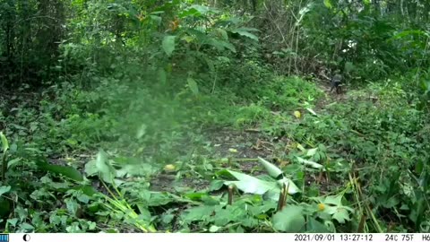 Living in Paradise ! a lone saino wanders the Sanctuary