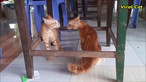 Two bloody brother cats are fighting