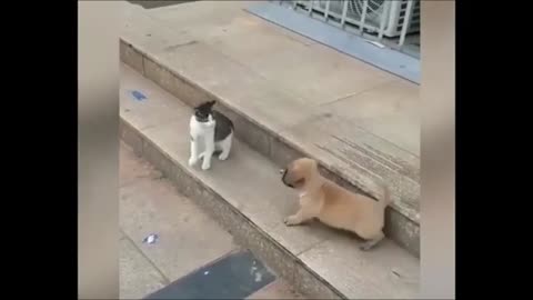 Funny Cat and Dog Fight | Hilarious Animal Antics