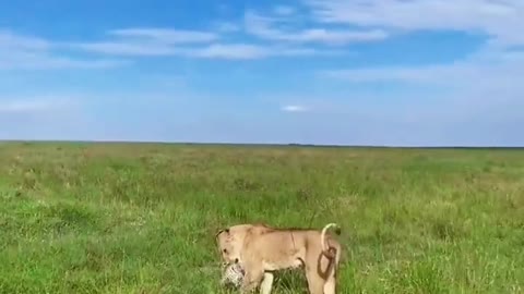 Can a lion chase a leopard? Animals Amazing animals in Tiktok Everything has spirit