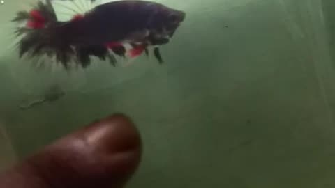 betta fish / ornamental fish / fighting fish