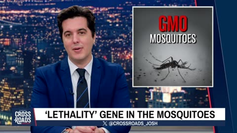 Mosquitoes That Have Been Genetically Modified to Spread Vaccines - A Bill Gates Creation