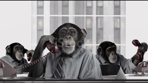 How do all these chimpanzees talk on the phone in this office?