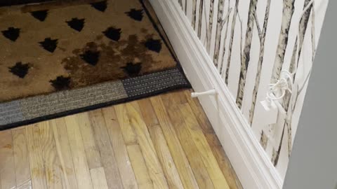 Delightful Dog Plays With Doorstop