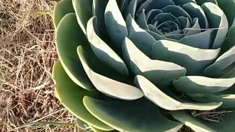 giant succulent