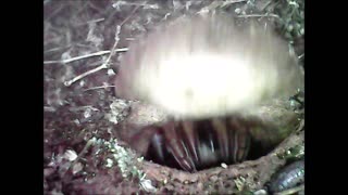 Trapdoor Spider Extreme Half Close Up