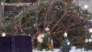 National Christmas tree that Biden was set to light up at White House blown over by strong winds