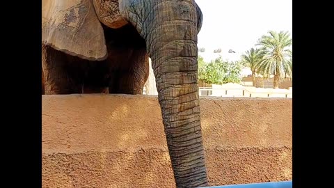 A friendly Elephant,.Elephant identifies its old friend.