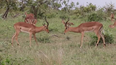 Impala rams fighting animal videos