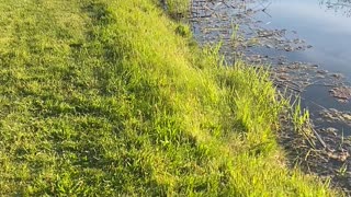 Fox Rescued From Pond