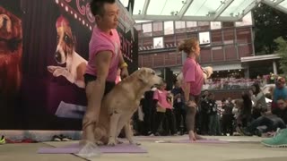 Dog yoga world record attempted in Hong Kong