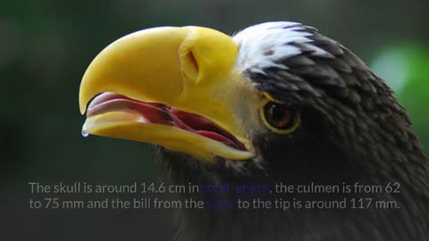Steller's Sea Eagle Descriptions, Characteristics and Facts!