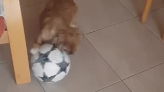 Cute dog plays footbal 🤣🤗