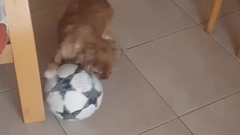 Cute dog plays footbal 🤣🤗