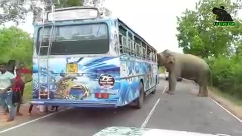 Elephant 🐘 in srilanka