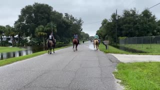 Cows Rescued From Floodwaters