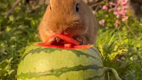 This little rabbit actually coughs cute pet dog