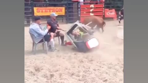 Funny video bull by rumble