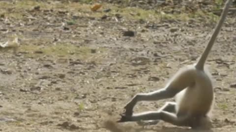 Funniest Monkey - cute and funny monkey videos Full HD
