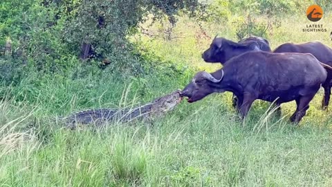 We are all about sightings! We help people maximize their safari experience through sharing wildlife