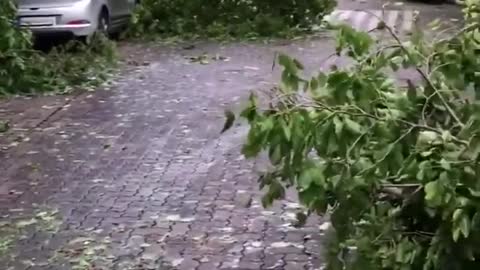 Uprooted Trees Fall on Vehicles in Street After Cyclone Hits India