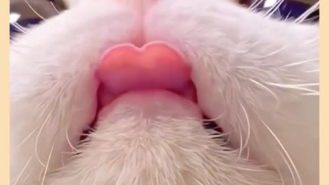 Lovely cat video
