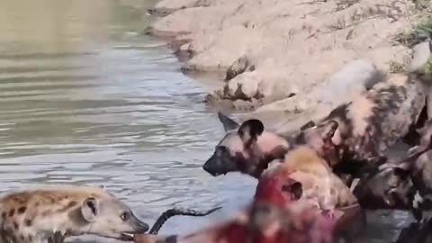 The attack of wild dogs on the deer and the rest of the story