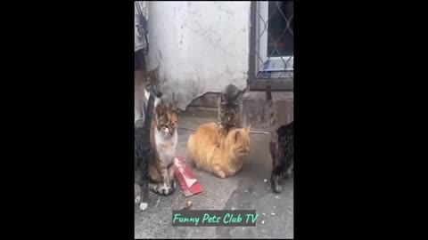 Funny Animal Videos 🤣 Funniest Cats and Dogs Videos 2024 😁 #87