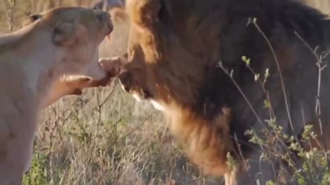 Animal fight| lioness vs lion