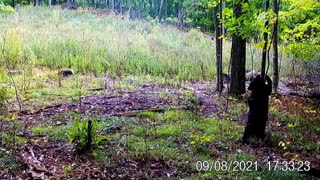 Trail Camera Catches Bear Getting Scratches