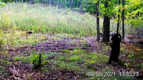 Trail Camera Catches Bear Getting Scratches