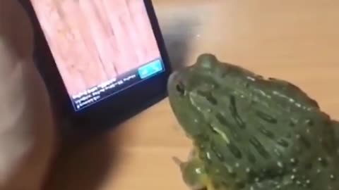 Trick the frog and you get punished