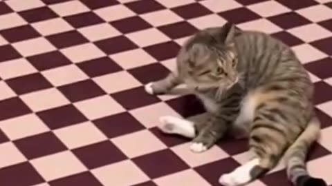 Funniest Cat And Dogs 😂 Funny Animal Videos 2024 #25