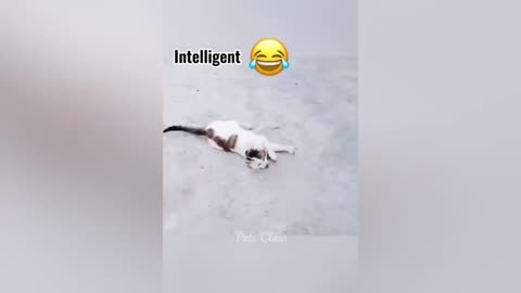 Funniest Animals 2023 😂 Funny Dogs and Cats Videos 😺🐶