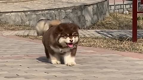 funny dog walks